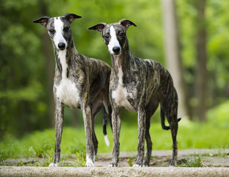 Dog, mammal, vertebrate, Canidae, dog breed, whippet, carnivore, greyhound, two grey whippet standing on ground