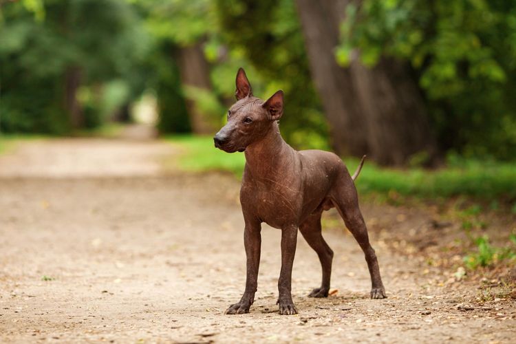 Xolo in forest, Mexican naked dog, hairless dog