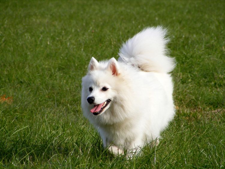 Spitz japonés blanco paseando por el parque