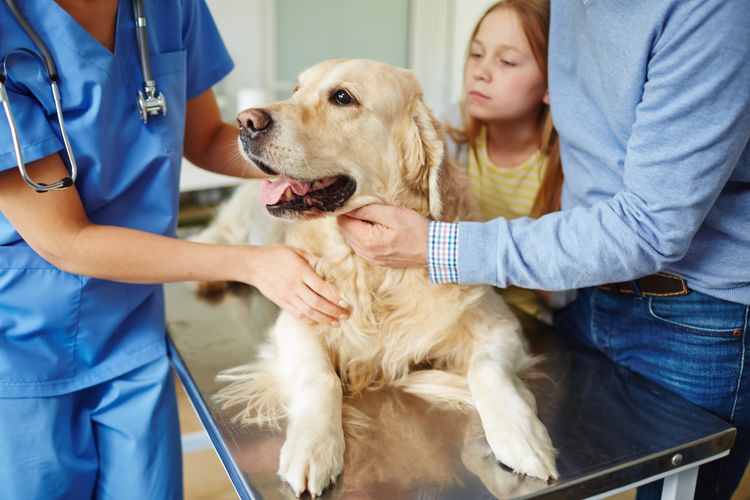 Una chica preocupada mira a su mascota en la mesa médica