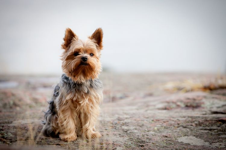 Joven Yorkshire Terrier se divierte mucho al aire libre