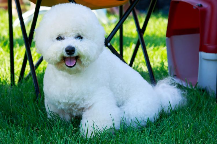 El perro de raza Bichón Frisé sobre hierba verde