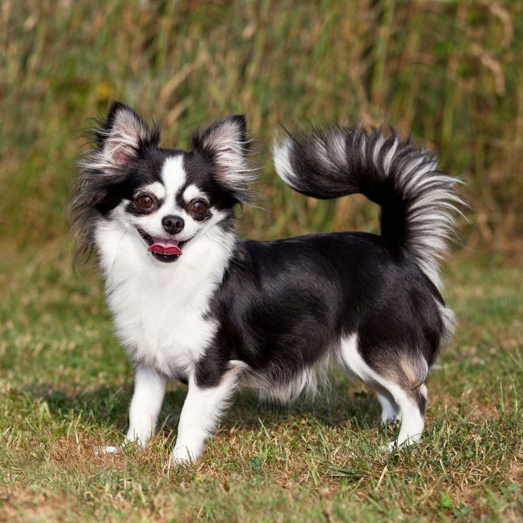 Retrato de un simpático perro chihuahua