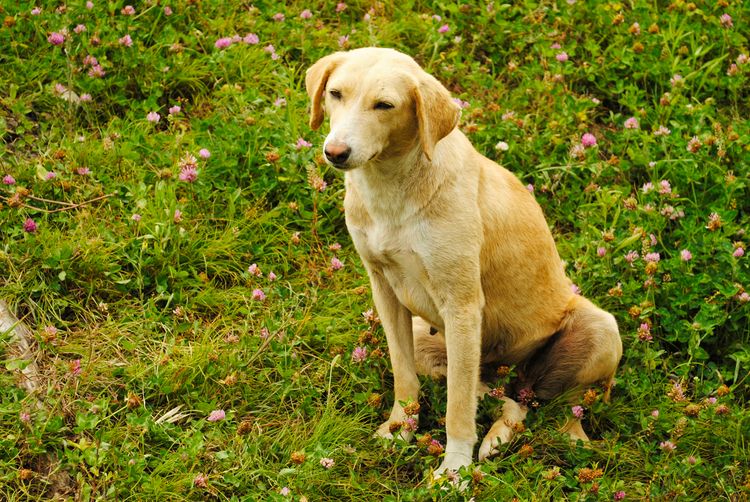 Perro de raza Combai sobre hierba verde, Manali, Himachal Pradesh, India