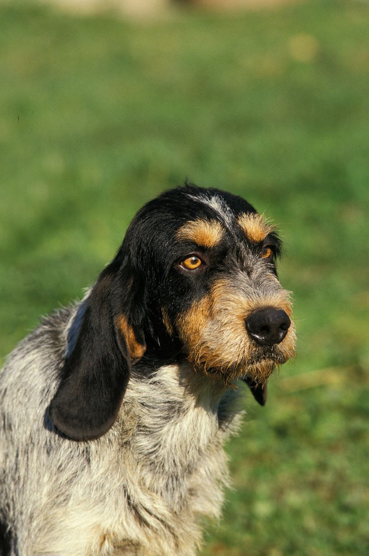 Retrato de un perro Grifón de Gascuña azul