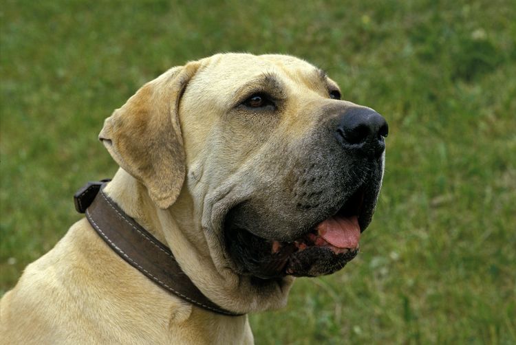 Fila Brasileiro, una raza canina de Brasil