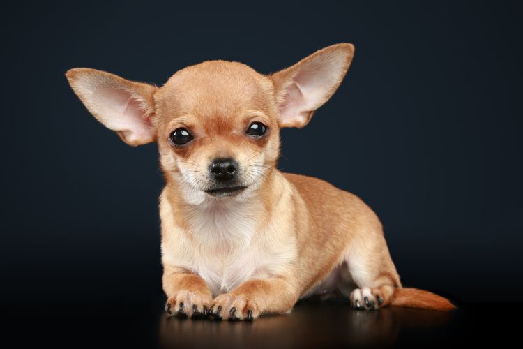 Cachorro de chihuahua tumbado sobre fondo oscuro