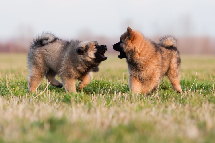 Dos dulces cachorros Eurasier en interacción