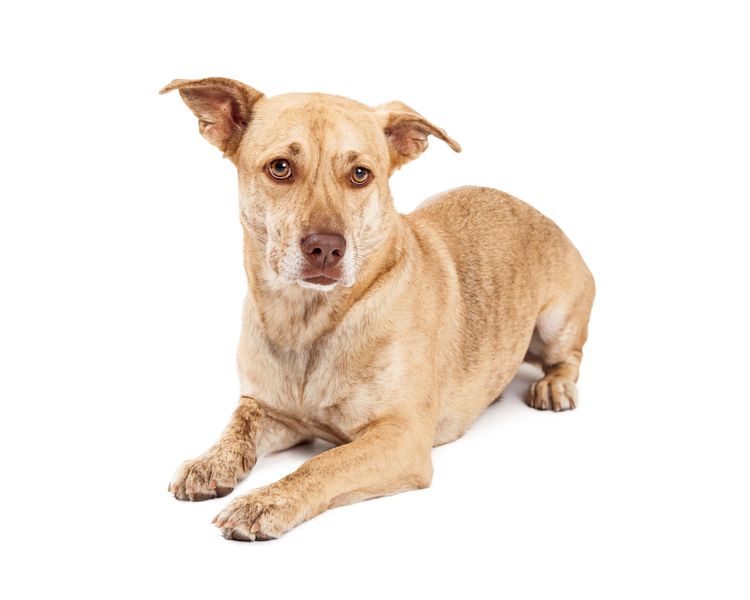 Lindo perro de raza pequeña mezclada de Corgi galés y Chihuahua aislado sobre fondo blanco