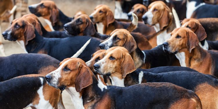 Perros de caza que miran en la misma dirección que la comida