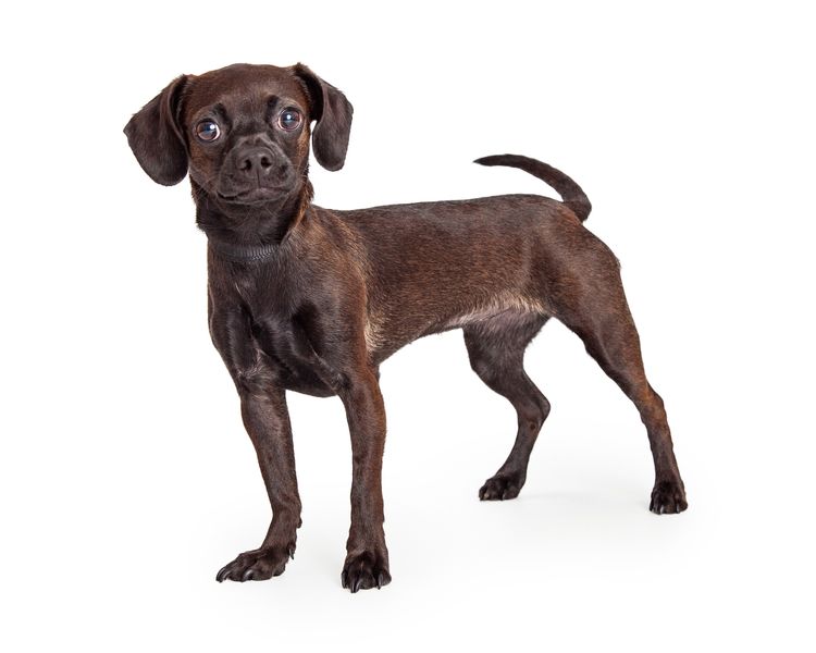 Lindo perrito negro mezcla de beagle y chihuahua de pie a un lado y mirando hacia delante a la cámara, aislado sobre fondo blanco