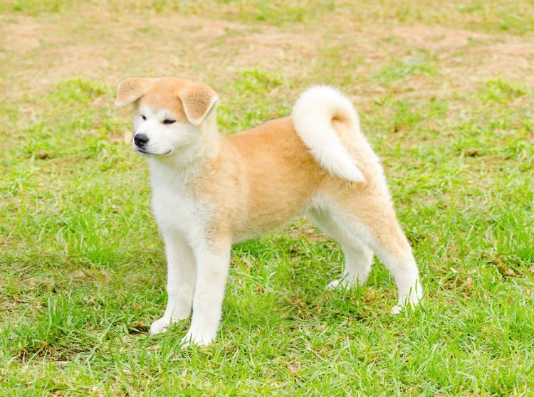 Perro, carnívoro, hierba, compañero, planta, cola, raza de perro, animal terrestre, collar, razas de perro antiguas,