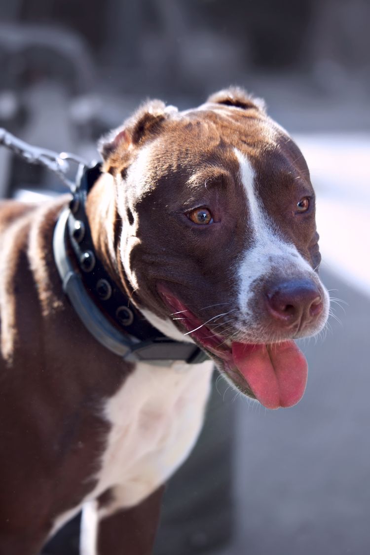 Perro,Carnívoro,Collar,Raza de perro,Bigotes,Leonado,Perro de compañía,Collar de perro,Bozal,Canidae,