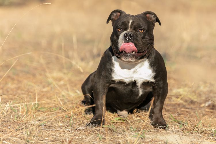 American Bully negro blanco