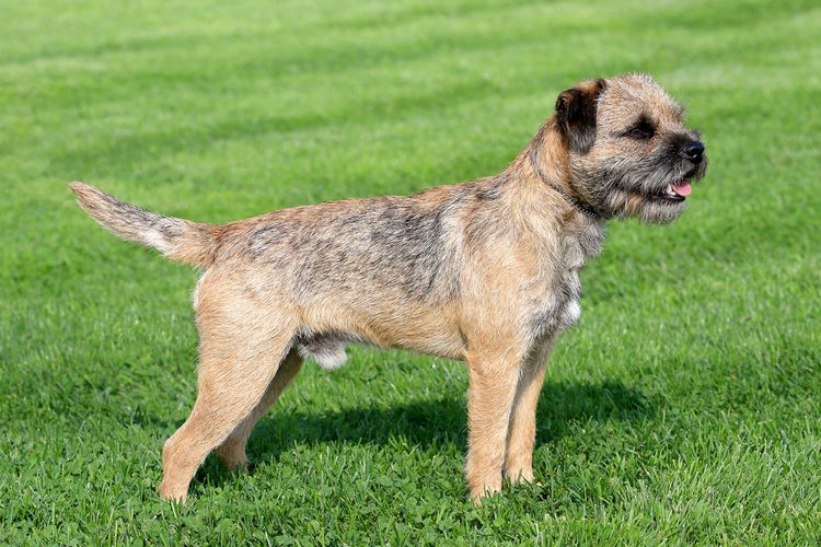 Border Terrier Perro, carnívoro, perro de compañía, leonado, raza de perro, pasto, animal de trabajo, bozal, animal terrestre, Canidae,