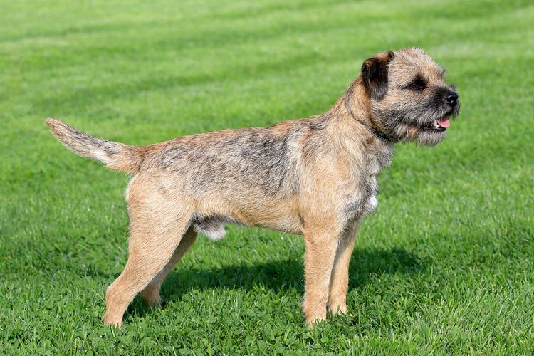 Perro, carnívoro, perro de compañía, leonado, raza de perro, pasto, animal de trabajo, bozal, animal terrestre, Canidae,