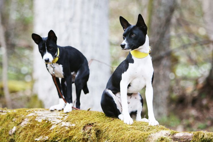 basenji blanco y negro Al perro le gusta comer tierra