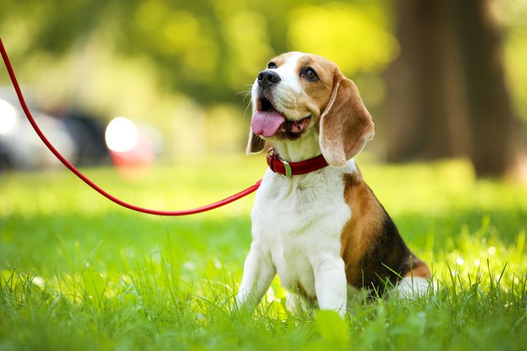 Perro, planta, collar, carnívoro, hierba, raza de perro, perro de compañía, leonado, accesorios para perros, collar para perros,