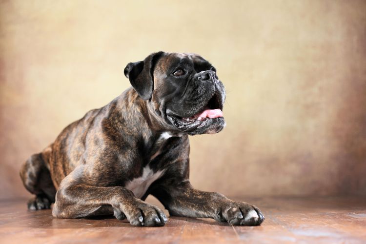 mentiras del boxeador negro Perro, mamífero, vertebrado, Canidae, raza de perro, carnívoro, hocico, raza parecida al bulldog inglés antiguo, perro parecido al moloso, bulldog renacentista, bóxer negro brilla