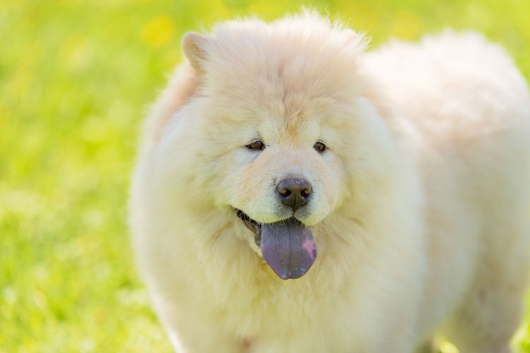 lengua azul en perro, perro ChowChow con lengua azul