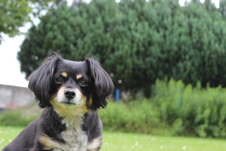 Perro, planta, carnívoro, árbol, raza de perro, perro de compañía, spaniel, animal de trabajo, hierba, bozal,