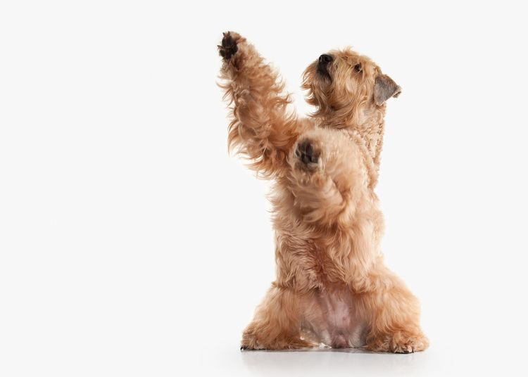 Carácter y temperamento del Irish Soft Coated Wheaten Terrier