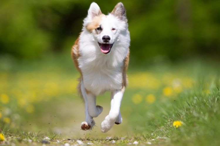 Perro,planta,raza de perro,carnívoro,hierba,perro de compañía,cervatillo,comportamiento canino,bozal,perro pastor,