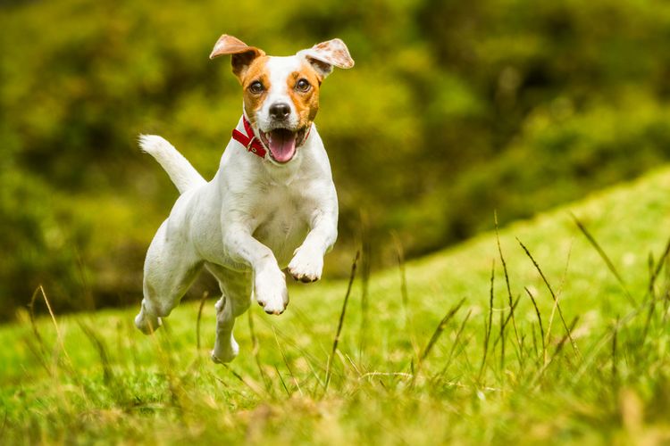 Perro, Raza de perro, Carnívoro, Planta, Kong, Hierba, Feliz, Perro de compañía, Leonado, Collar,