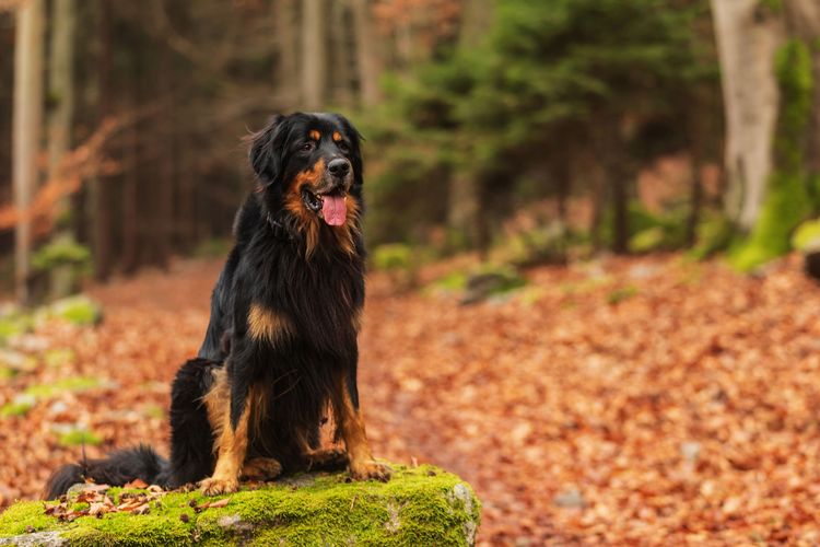 Perro, mamífero, vertebrado, raza de perro, Canidae, carnívoro, Grupo Deportivo, Hovawart negro y fuego, árbol, raza similar al Gordon Setter,