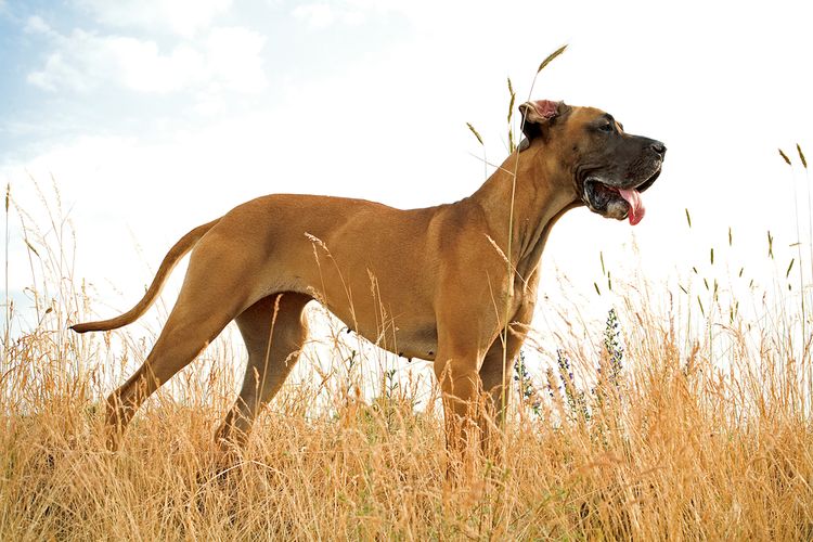 Perro, cielo, nube, carnívoro, raza de perro, cervato, hígado, animal terrestre, prado, hocico,