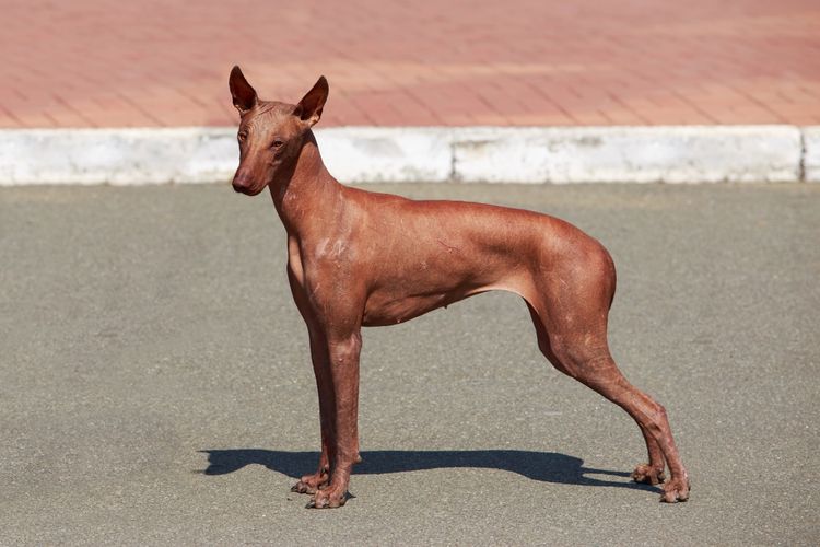 Perro desnudo peruano moreno en la calle