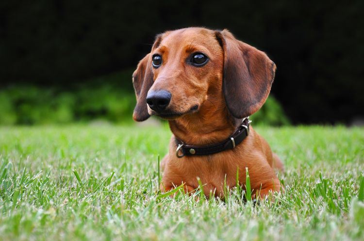 perro salchicha enano marrón tumbado en la hierba