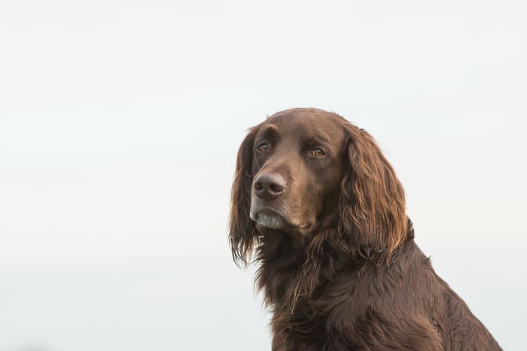 Pelo largo alemán en retrato Perro alemán de pelo largo, similar al Bracke alemán, perro de caza de pelo largo, perro de utilidad, perro marrón de tamaño medio de Alemania