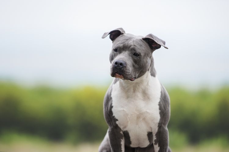 Retrato de un perro azul musculoso. American Staffordshire Terrier sobre fondo difuminado
