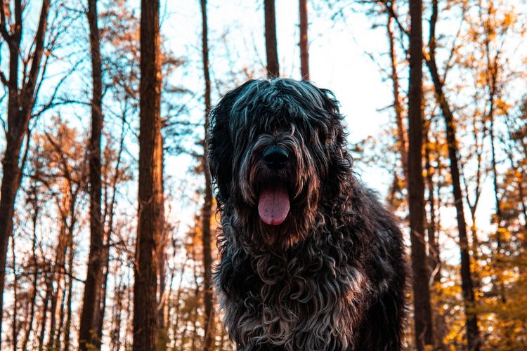 Perro, carnívoro, cielo, árbol, raza de perro, tronco, madera, Puli, perro de agua, perro de compañía,