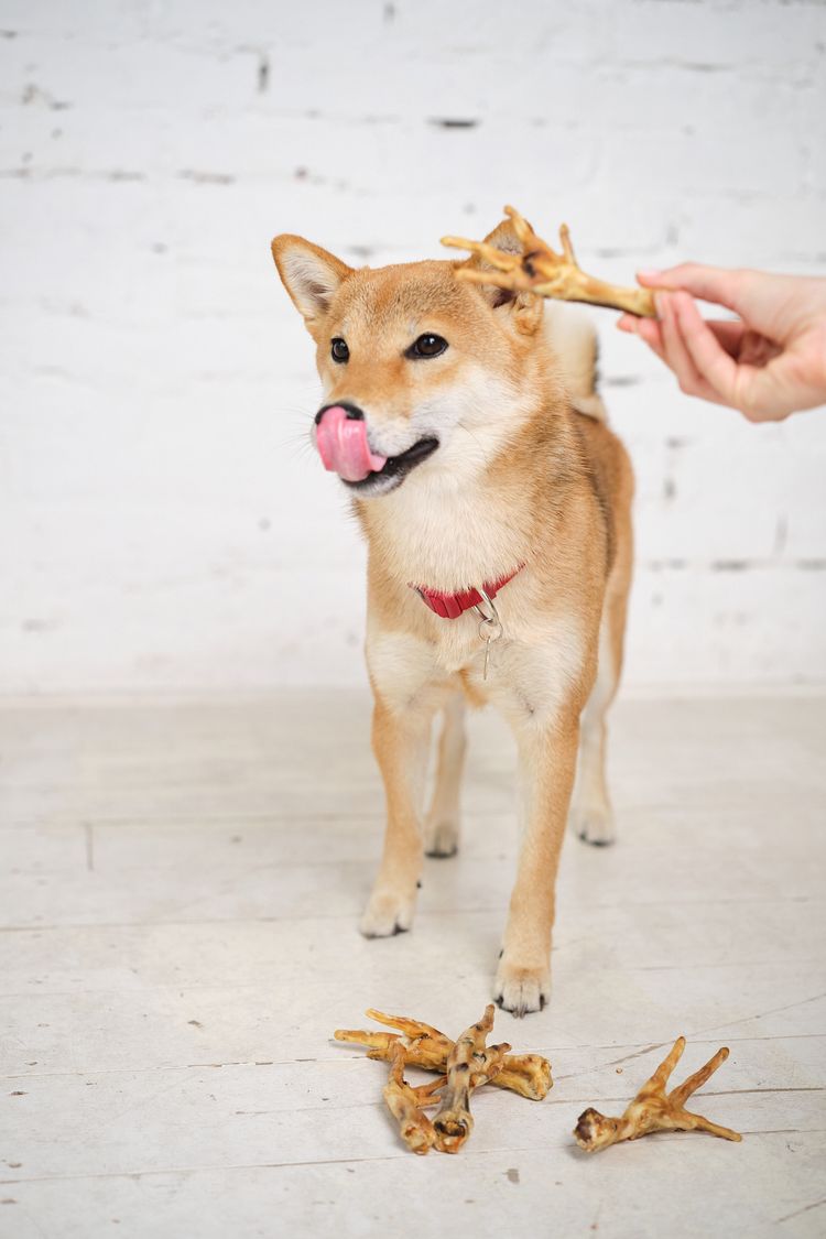 Perro,Raza de perro,Carnívoro,Perro de compañía,Leonado,Bozal,Animal de trabajo,Cola,Grupo deportivo,Canidae,