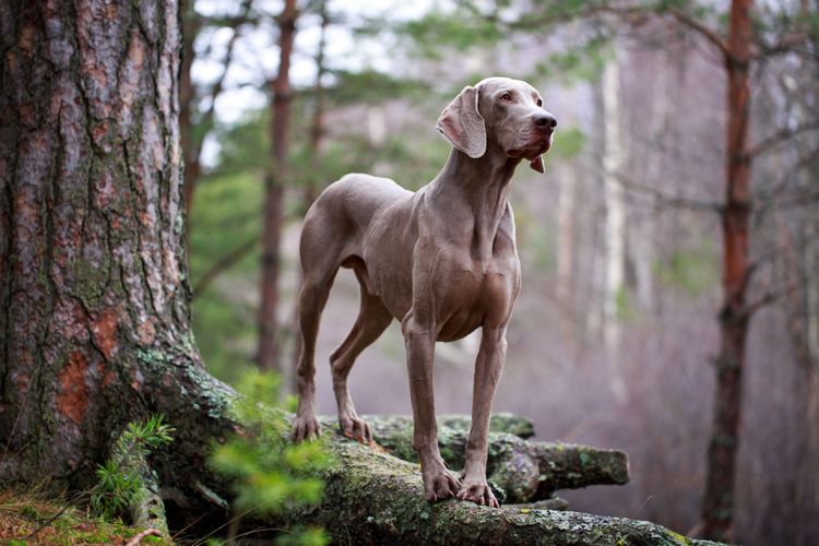 Perro, mamífero, vertebrado, Canidae, raza de perro, Weimaraner, raza puntiaguda, carnívoro, grupo deportivo, perro de caza en el bosque, perro gris grande con orejas largas