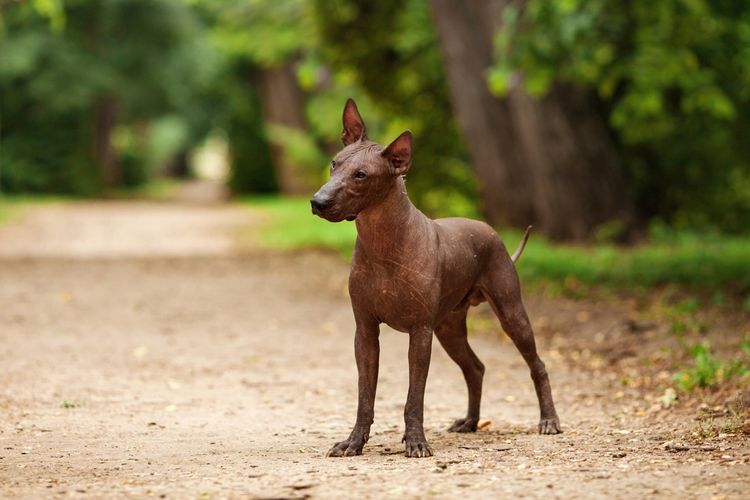 xolo en el bosque, perro desnudo mexicano, perro sin pelo