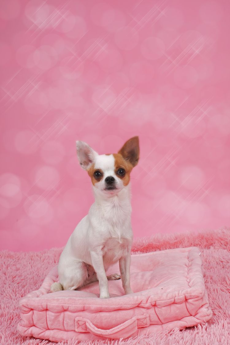 Adorable chien chihuahua dans un panier sur fond rose