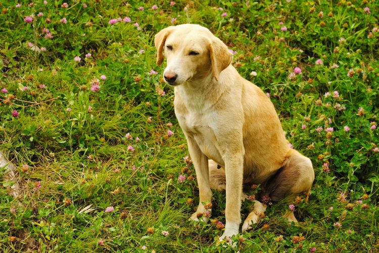 Race de chiens Combai sur l'herbe verte, Manali, Himachal Pradesh, Inde