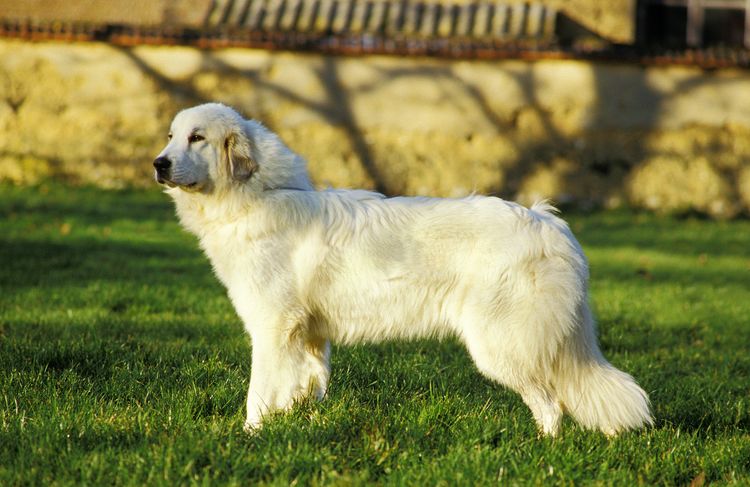 Grand chien des Pyrénées ou chien de montagne des Pyrénées