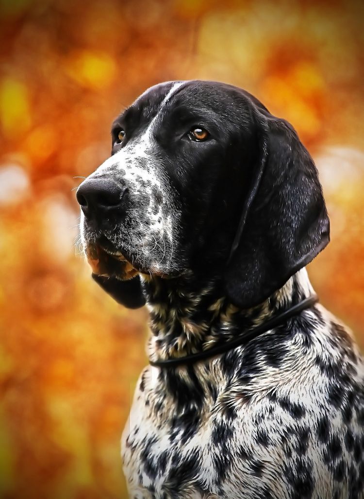 Portrait d'un Braque d' Auvergne dg chiot