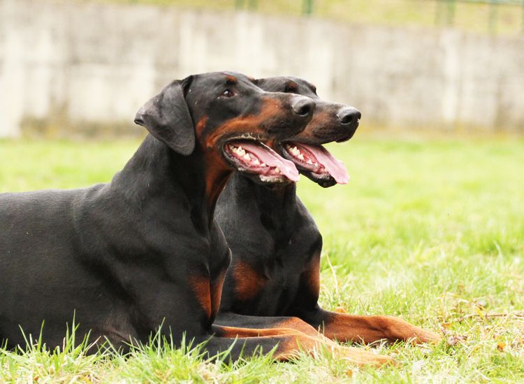 Dobermann pinscher