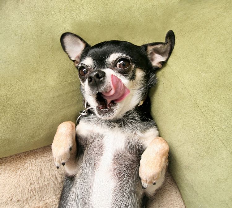 Un adorable chihuahua couché sur un lit pour animaux de compagnie