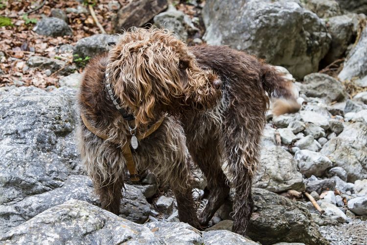 Le griffon est une race de chien française