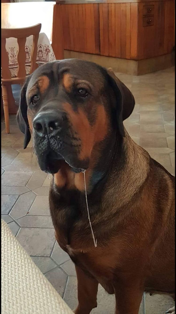 Hund,Fleischfresser,Halsband,Rehbraun,Hunderasse,Begleithund,Schnauze,Schnurrhaare,Arbeitstier,Sportliche Gruppe,