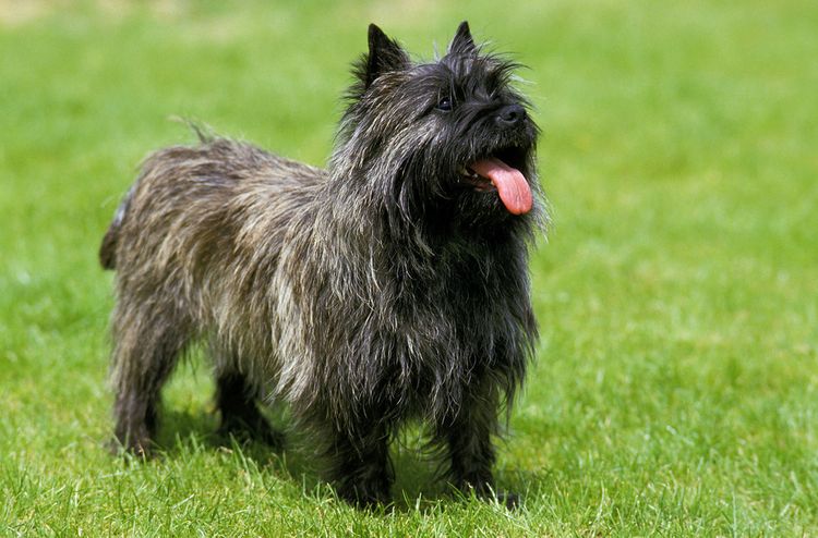 Chien,race de chien,carnivore,chien de compagnie,museau,herbe,groupe sportif,canidés,chien d'eau,foie,