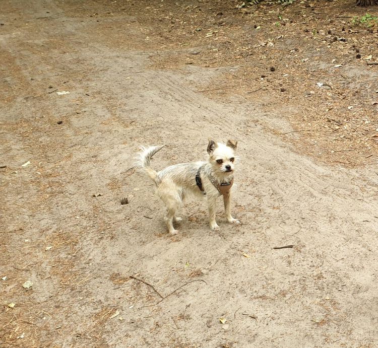 Hund,Arbeitstier,Fleischfresser,Hunderasse,Begleithund,Kitz,Landtier,Schnauze,Gras,Boden,