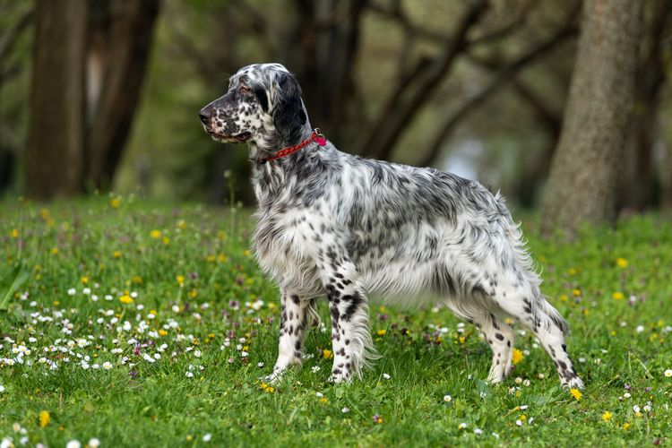 Chien de chasse, chien de race britannique avec des taches noires, chien Setter, Setter irlandais ressemble, Setter anglais noir blanc