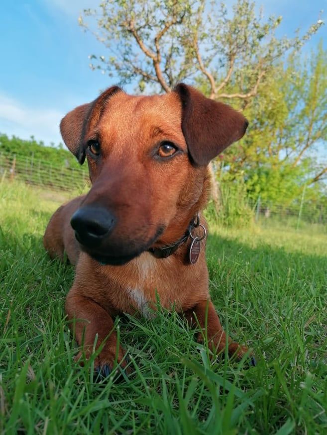 Himmel,Hund,Pflanze,Fleischfresser,Arbeitstier,Hunderasse,Halsband,Baum,Leber,Kitz,